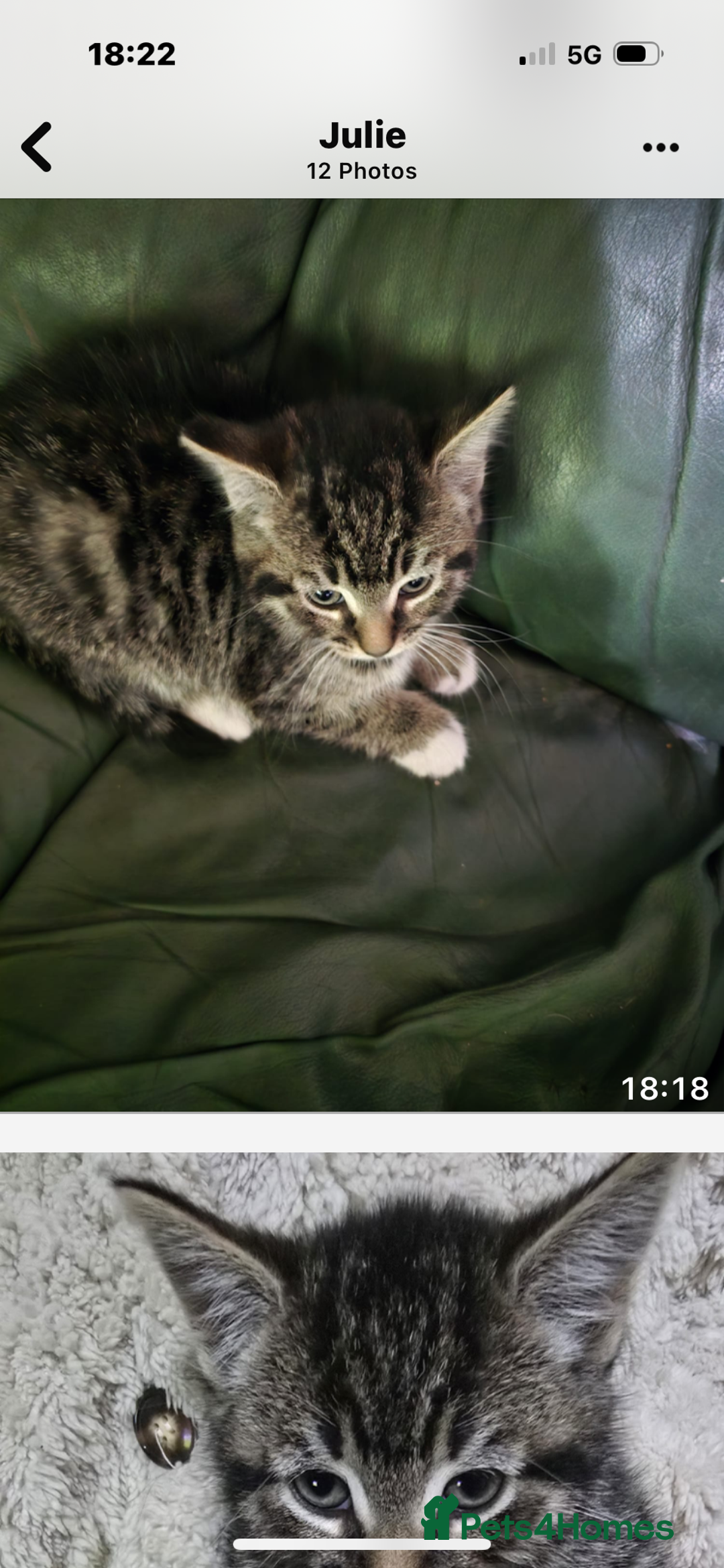 Mixed Breed cats for sale: 4x 8week old kittens - Image 3