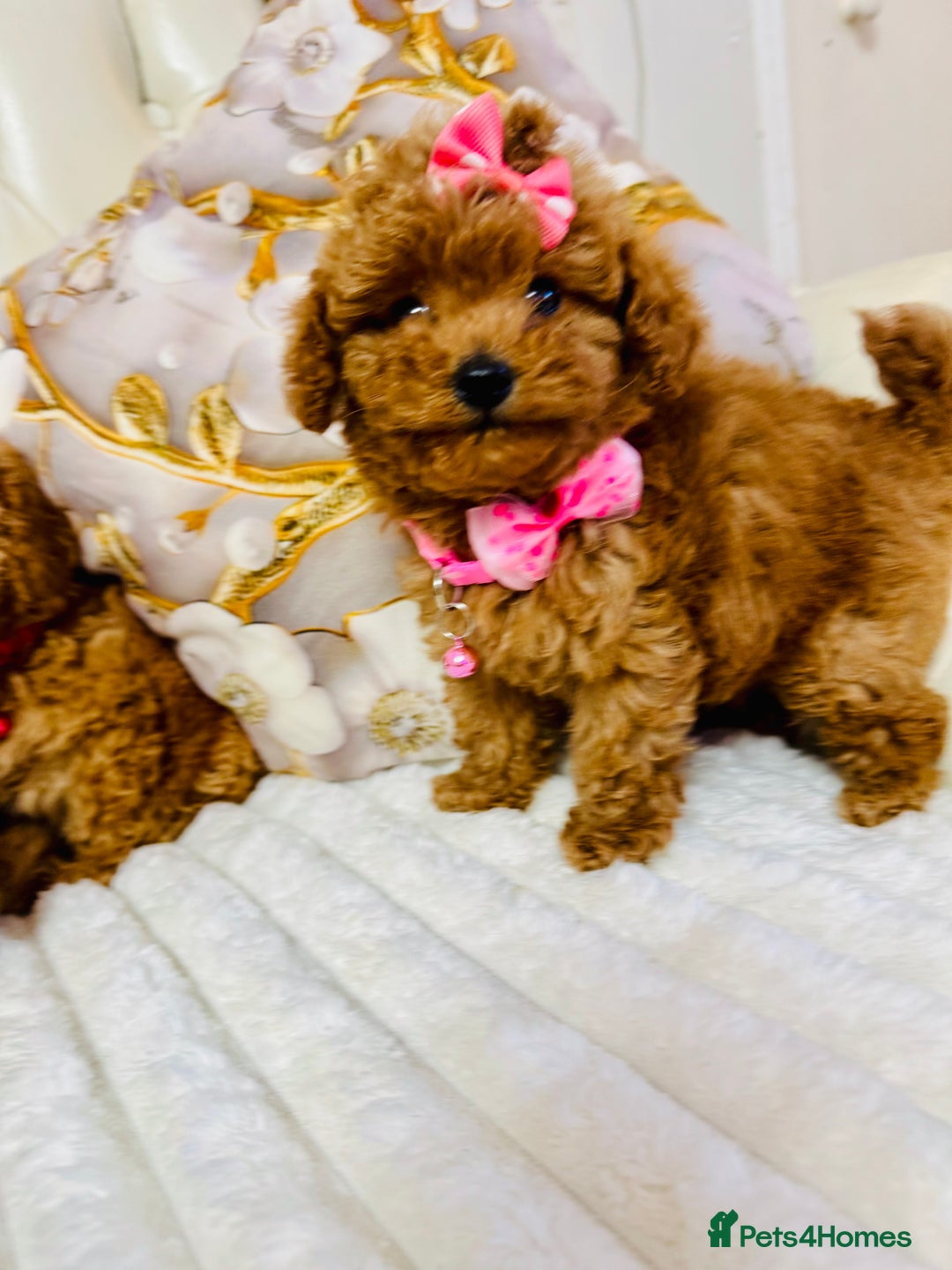 Maltipoo dogs for sale: Exquisite tiny F1 Toy Maltipoo puppies 🐶 🧸  - Image 11