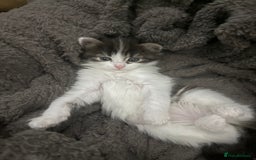 Brazilian Shorthair cats for sale: Gorgeous Brazilian short hair kittens - Image 2