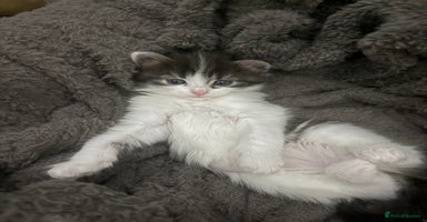 Brazilian Shorthair cats - Advert 8