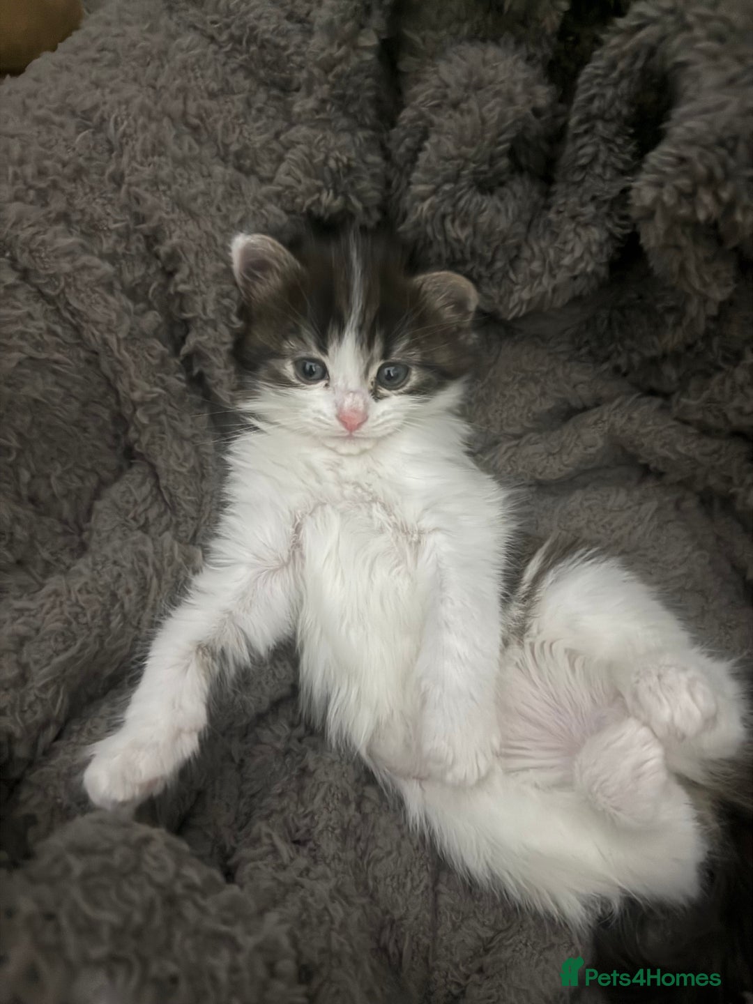Brazilian Shorthair cats for sale: Gorgeous Brazilian short hair kittens - Image 2