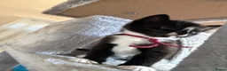 Mixed Breed cats for sale: Ginger male and tuxedo female - Advert 9