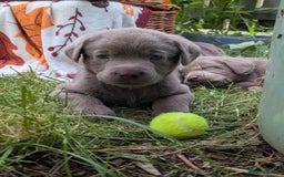 Labrador Retriever dogs for sale: KC Silver Labradors  - Image 18