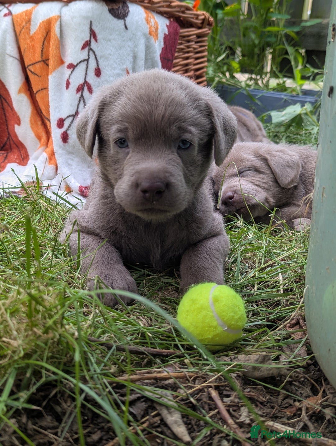 Labrador Retriever dogs for sale: KC Silver Labradors  - Image 18