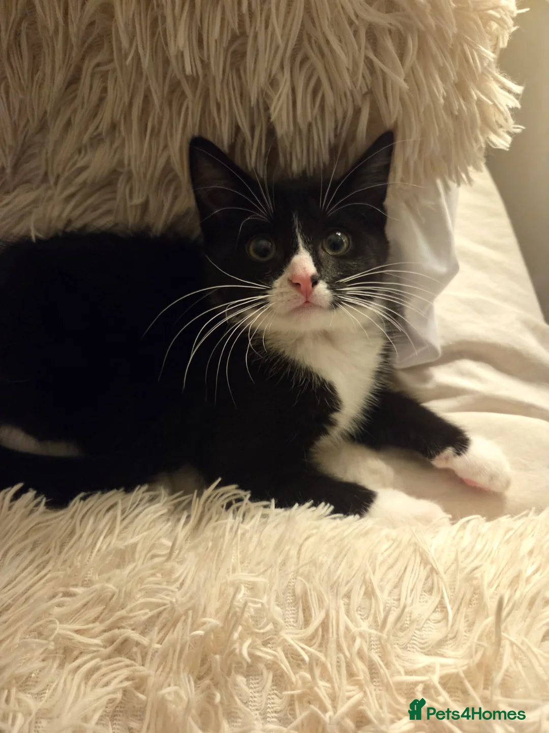 Mixed Breed cats for sale: Beautiful kittens in Liverpool - Advert 5