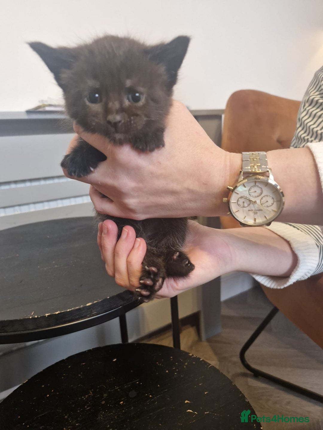 Maine Coon cats for sale: Stunning Maine Coon Kittens  - Image 4
