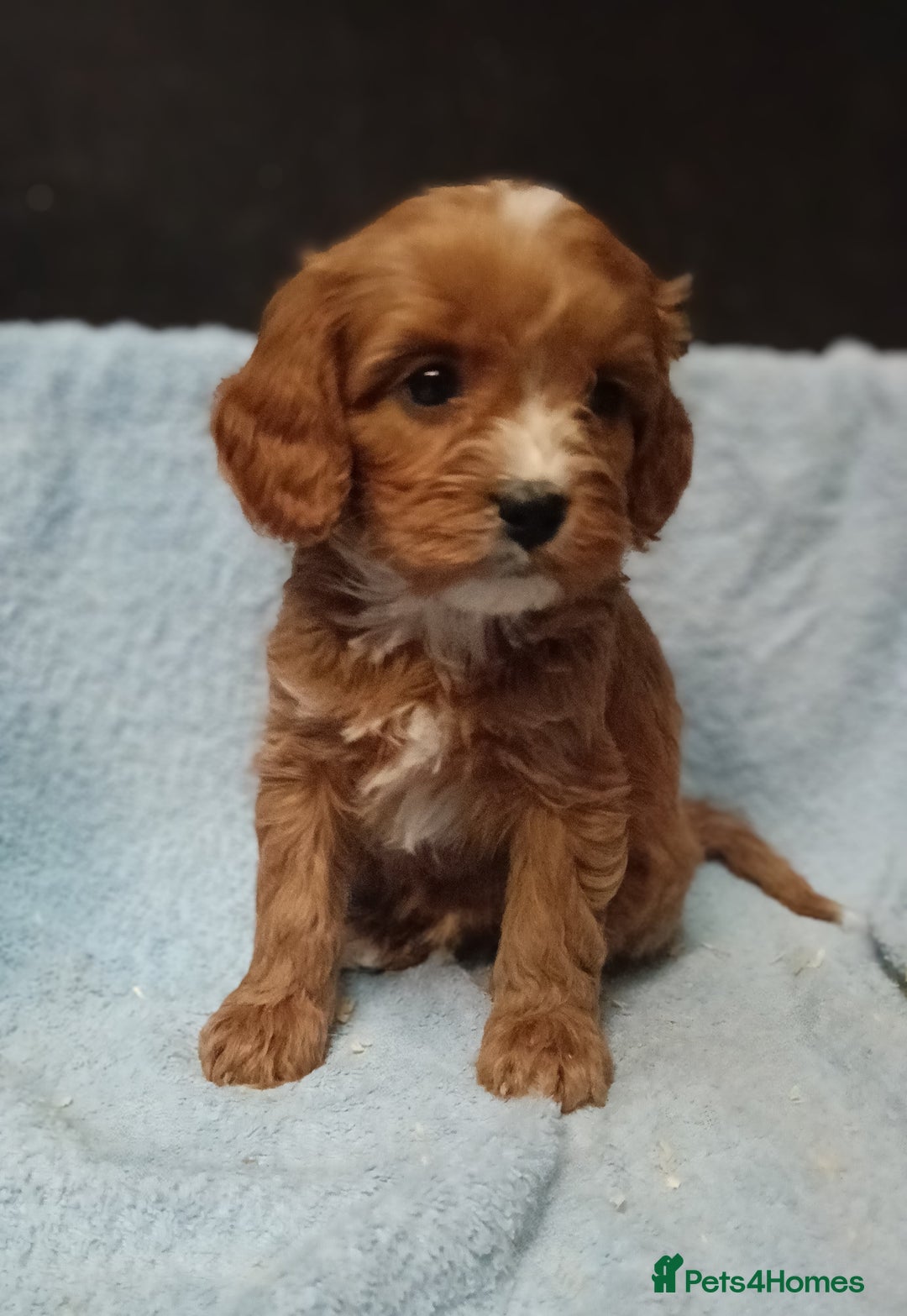 Cavapoo dogs for sale: Cute Cavapoo Puppies. DAD PRA tested! - Advert 7