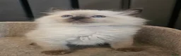 Ragdoll cats for sale: Stunning ragdoll kittens - Advert 6