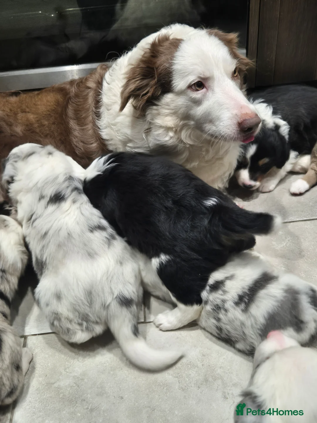 Border Collie dogs for sale: Beautiful Border Collies. Parents DNA tested.  - Advert 23