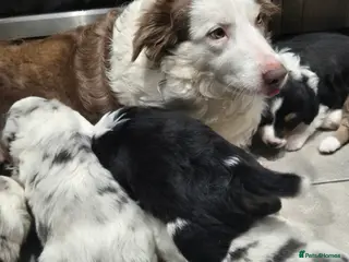 Border Collie dogs Beautiful Border Collies. Parents DNA tested. - Advert 2