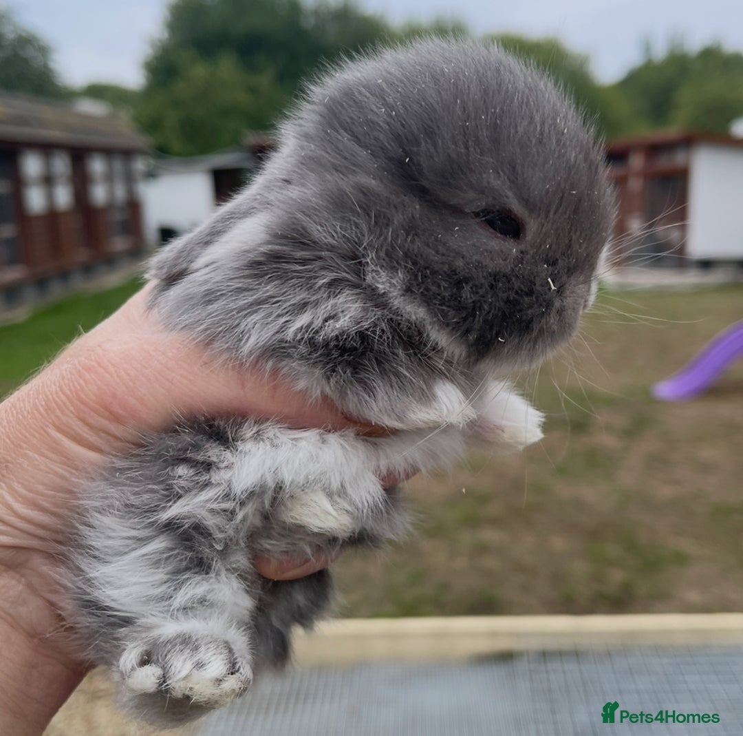 Mini Lop rabbits for sale: Baby mini lops ready to reserve !! - Image 27