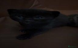 Mixed Breed cats for sale: Kittens for sale  - Image 8