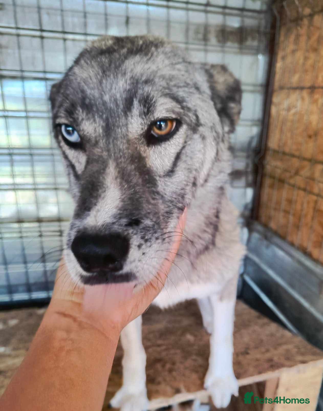 Siberian Husky dogs Gorgeous Gregory is looking for a home  - Advert 1