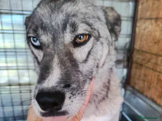 Siberian Husky dogs Gorgeous Gregory is looking for a home - Advert 1