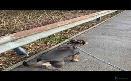 Mixed Breed dogs for sale: Poppy - Image 4
