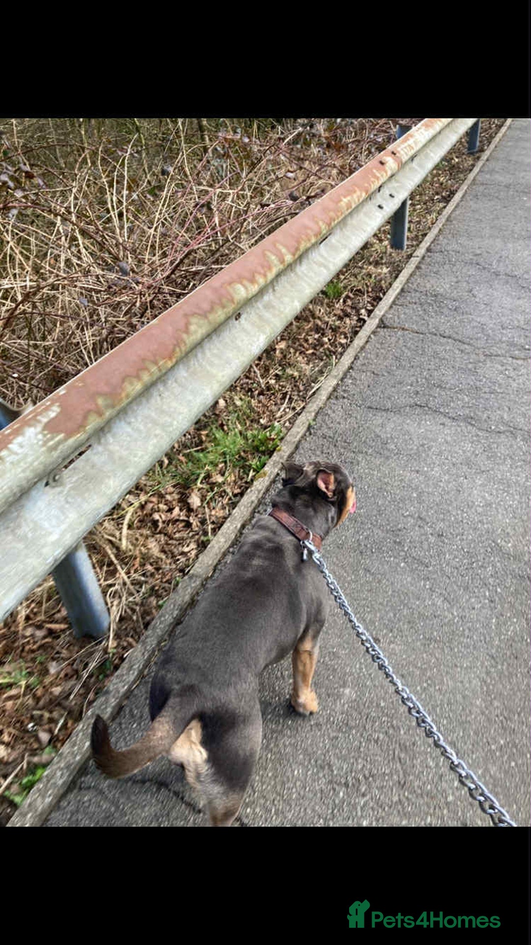 Mixed Breed dogs for sale: Poppy - Image 4