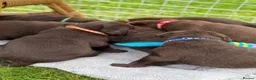 Labrador Retriever dogs for sale: ⭐️Chocolate and Silver Labrador puppies⭐️ - Advert 8