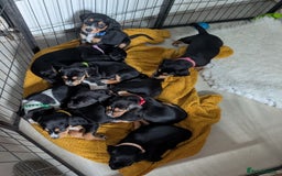 Mixed Breed dogs for sale: 1 boy and 3 girls bocker beagle cross spaniel  - Image 1