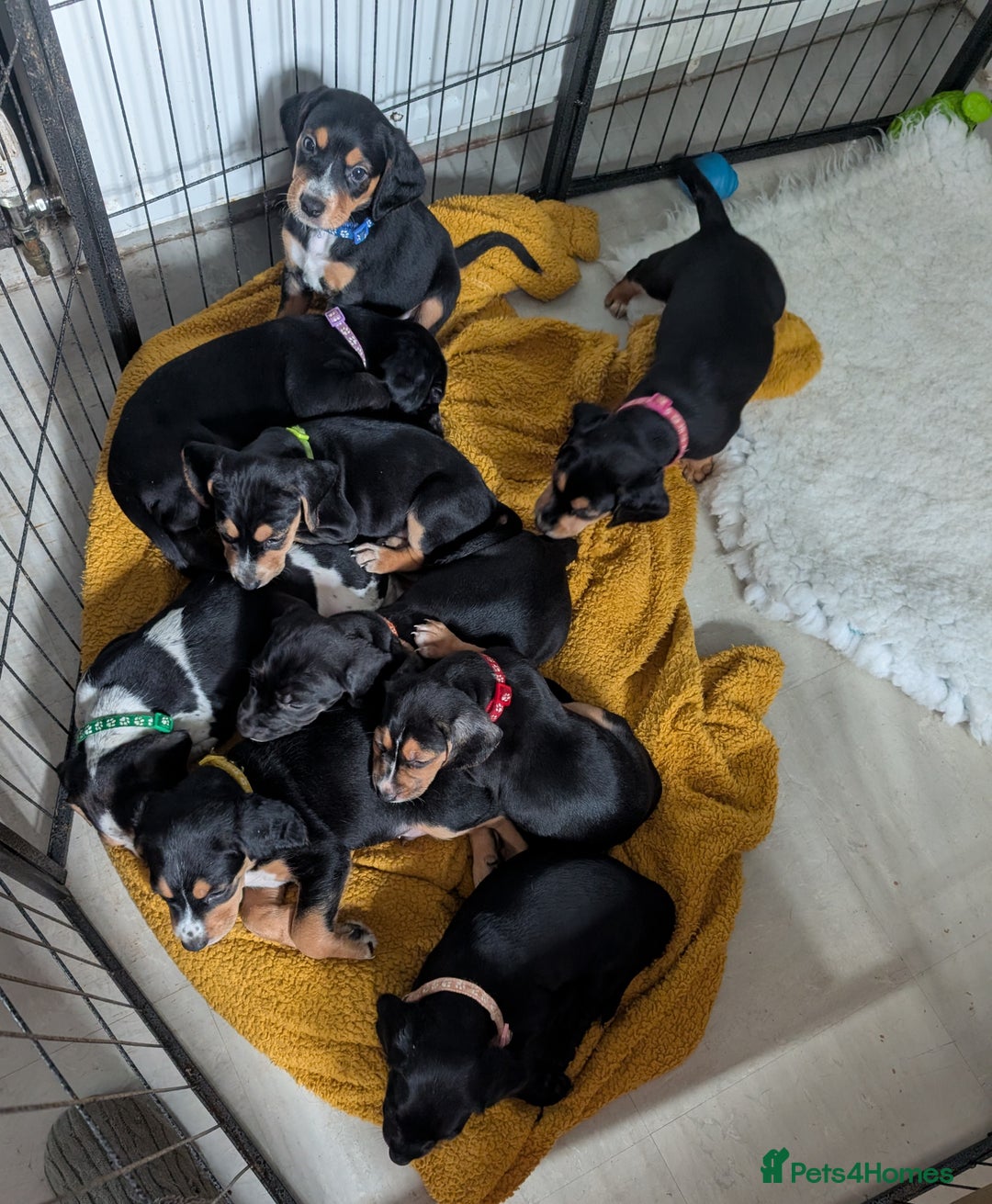 Mixed Breed dogs for sale: 1 boy and 3 girls bocker beagle cross spaniel  - Image 1