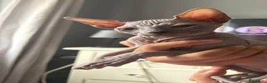 Sphynx 1