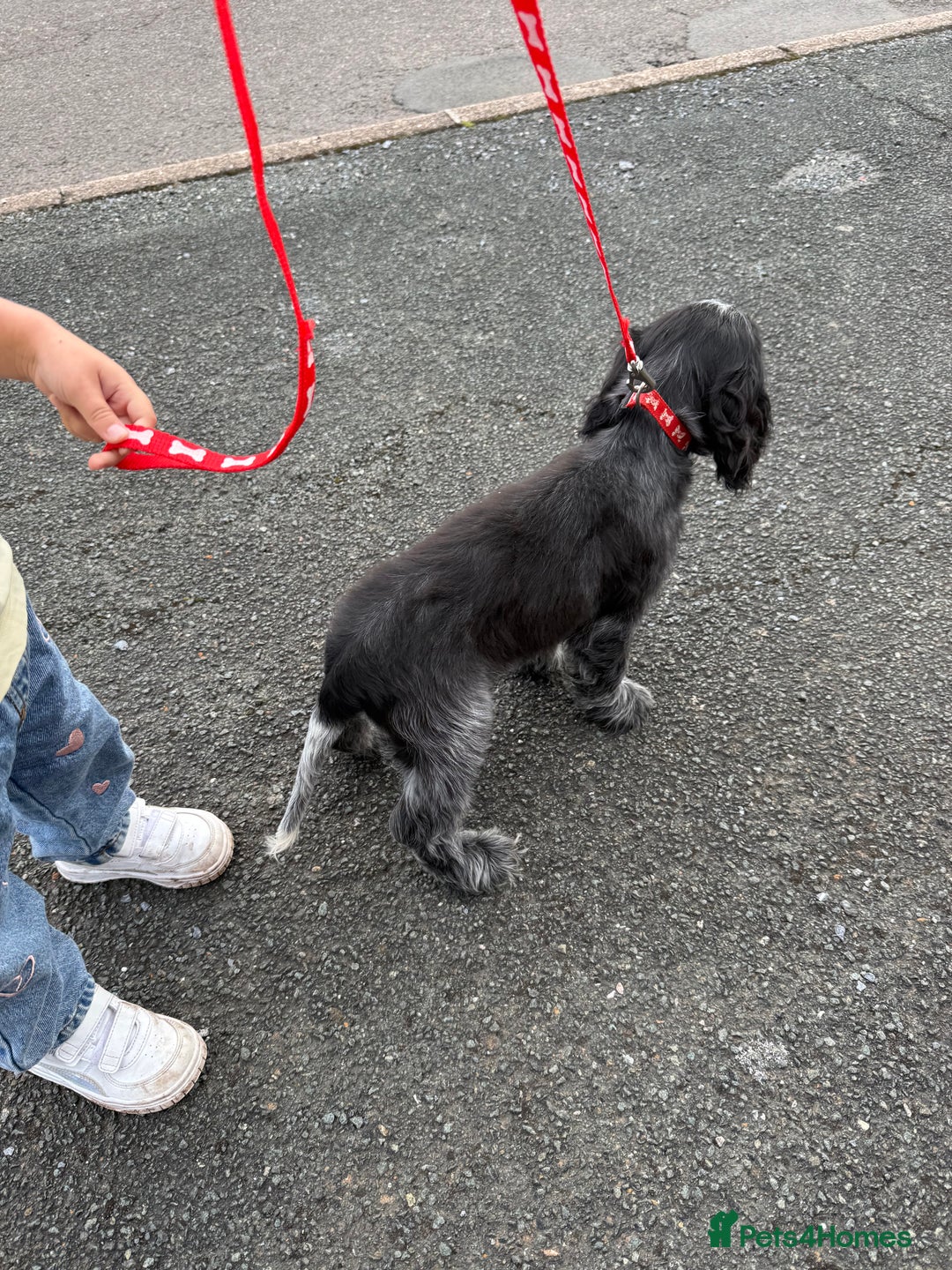 Cocker Spaniel dogs for sale: Awaiting viewings - Image 13