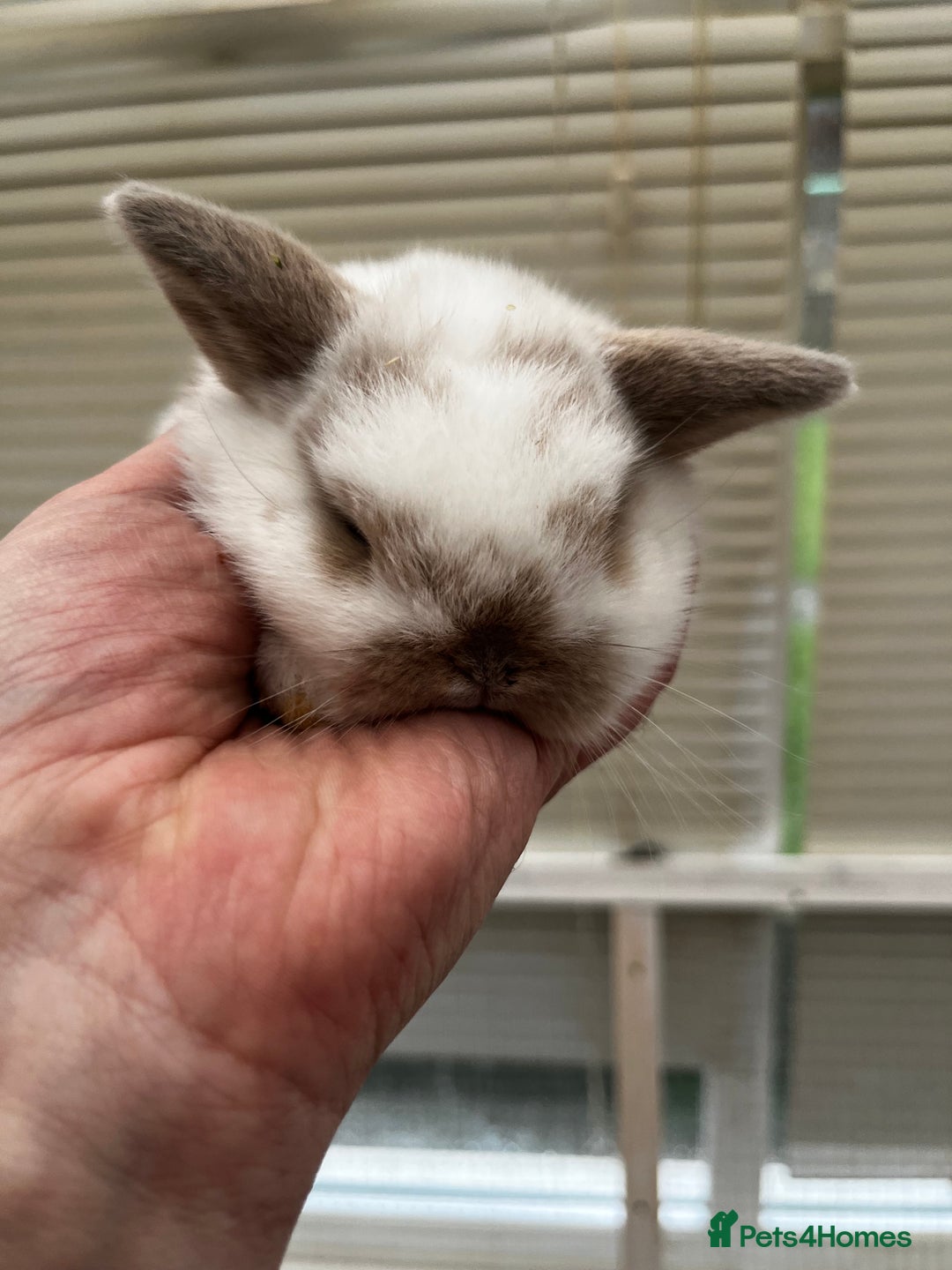 Mixed Breed rabbits for sale: Indoor Floppy Eared Bunnies - Image 2