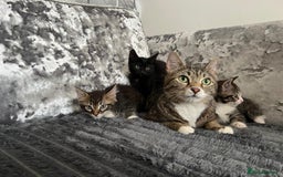 Maine Coon cats for sale: Tabby Kittens  - Image 16