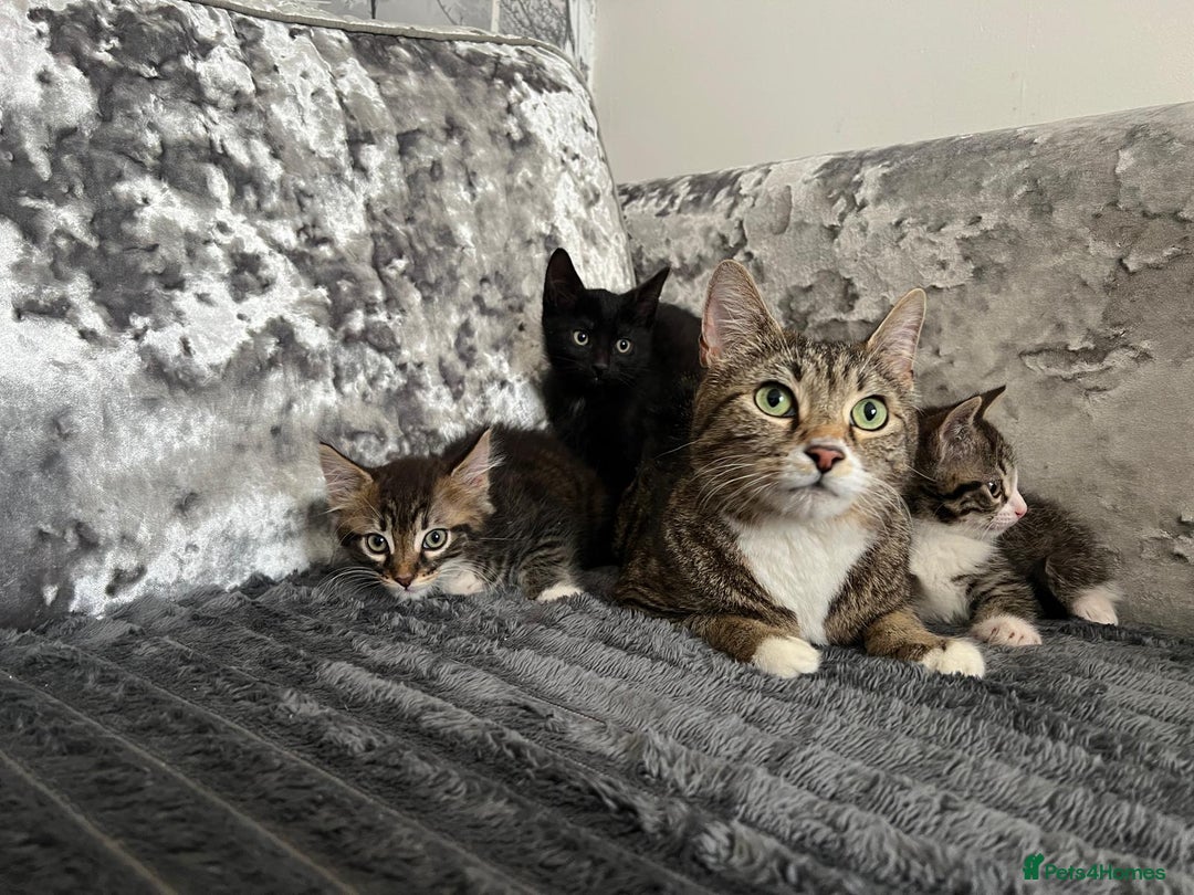 Maine Coon cats for sale: Tabby Kittens  - Image 16