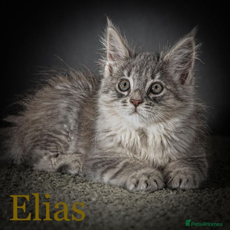 Maine Coon cats TICA-Registered Male Maine Coon Kittens - Advert 2