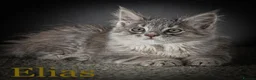 Maine Coon cats for sale: TICA-Registered Male Maine Coon Kittens - Advert 2