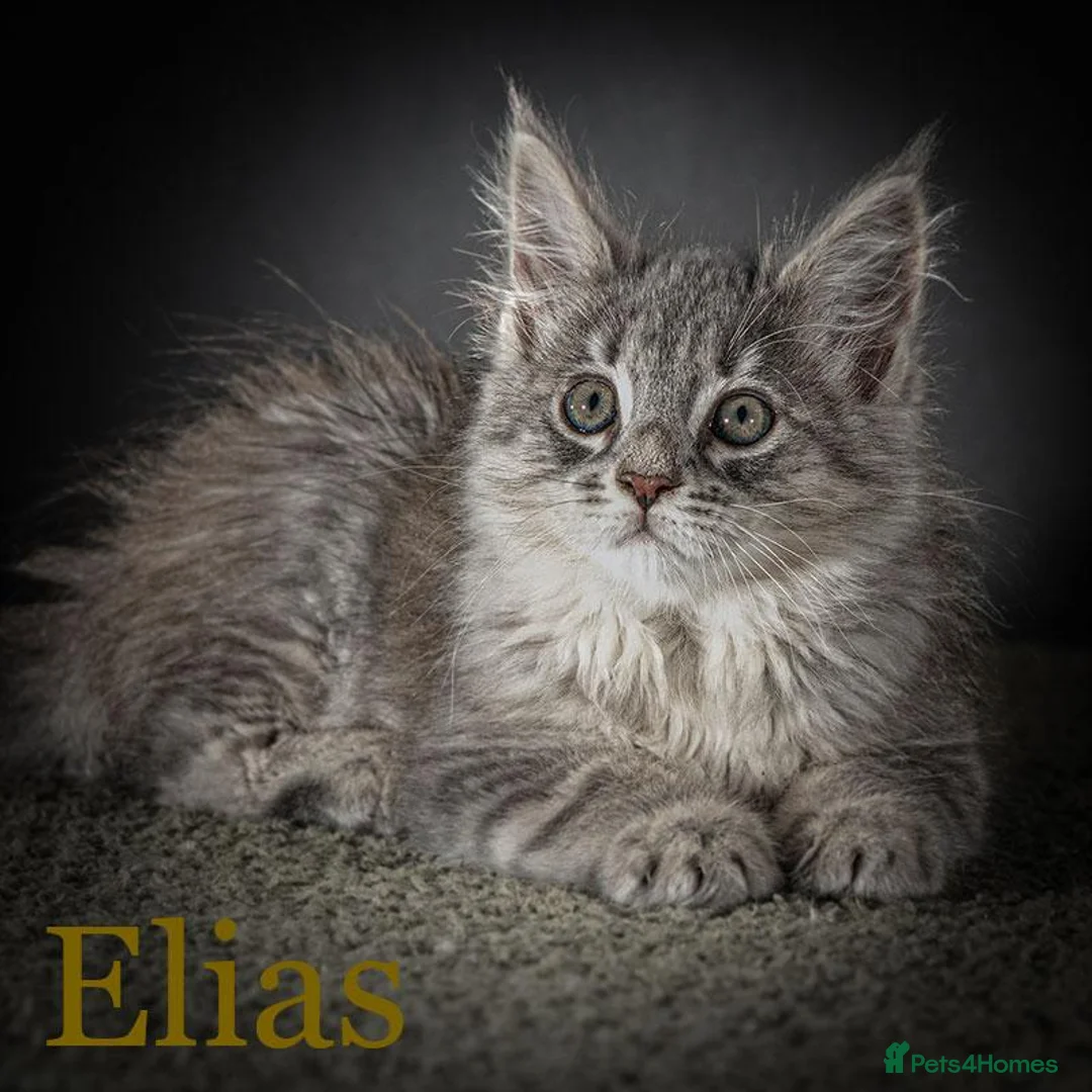 Maine Coon cats for sale: TICA-Registered Male Maine Coon Kittens - Advert 2