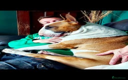 English Bull Terrier dogs for stud: Bull terrier proven stud dog  in Sheffield - Image 2