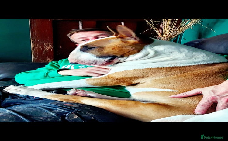 English Bull Terrier dogs in Sheffield - Advert 1