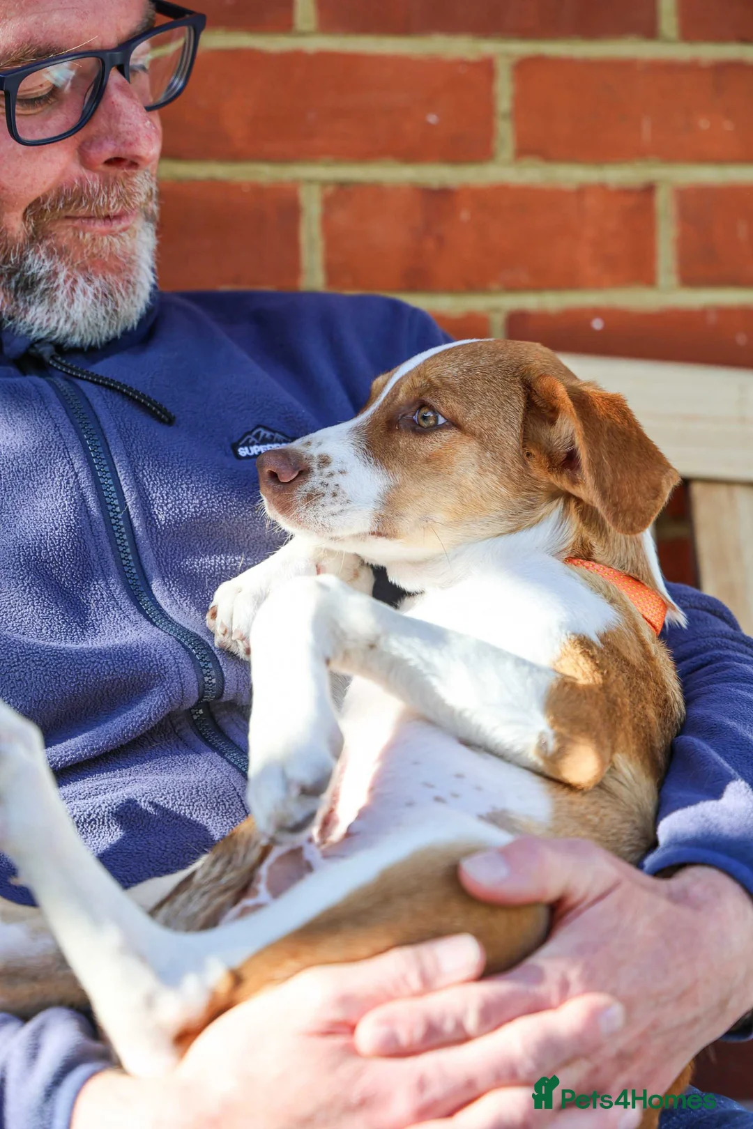 Mixed Breed dogs for adoption: Little Lad Loxy in Hook - Advert 1