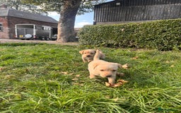 Labrador Retriever dogs for sale: Stunning Labrador puppies - Image 1