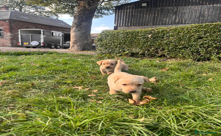 Labrador Retriever dogs - Advert 2