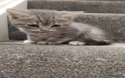 British Shorthair cats for sale: BSH cross kittens - Advert 6