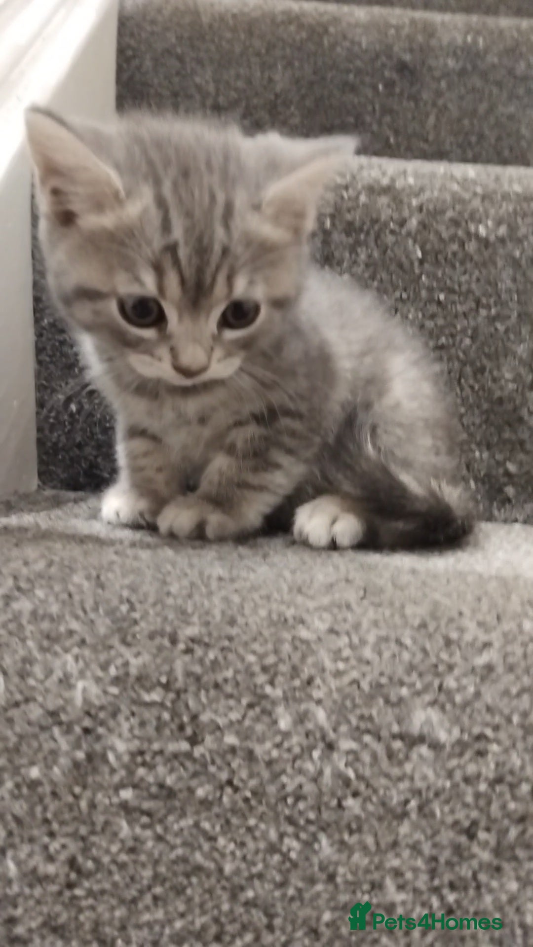 British Shorthair cats for sale: BSH cross kittens - Advert 6