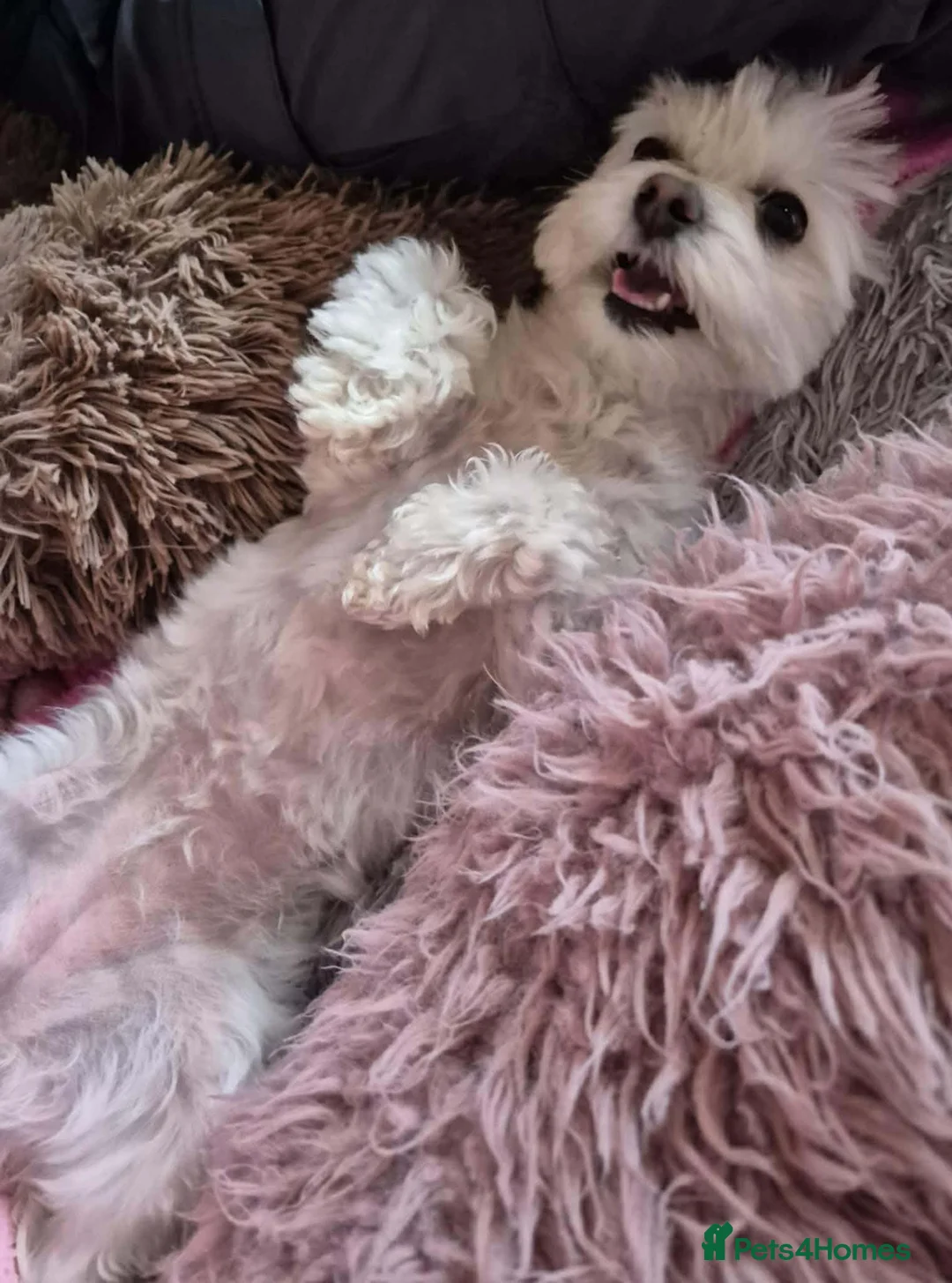 Maltipoo dogs for adoption: Holly Ivy - In Ayr Looking for a home  - Advert 2