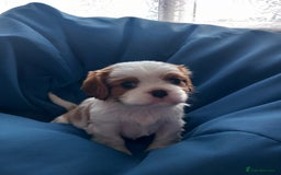 Cavalier King Charles Spaniel dogs for sale: 4 beautiful king charles boys  - Image 13