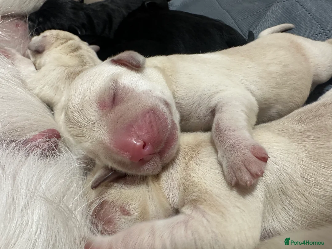 Goldador dogs for sale: Beautiful Goldador Pups  - Advert 8