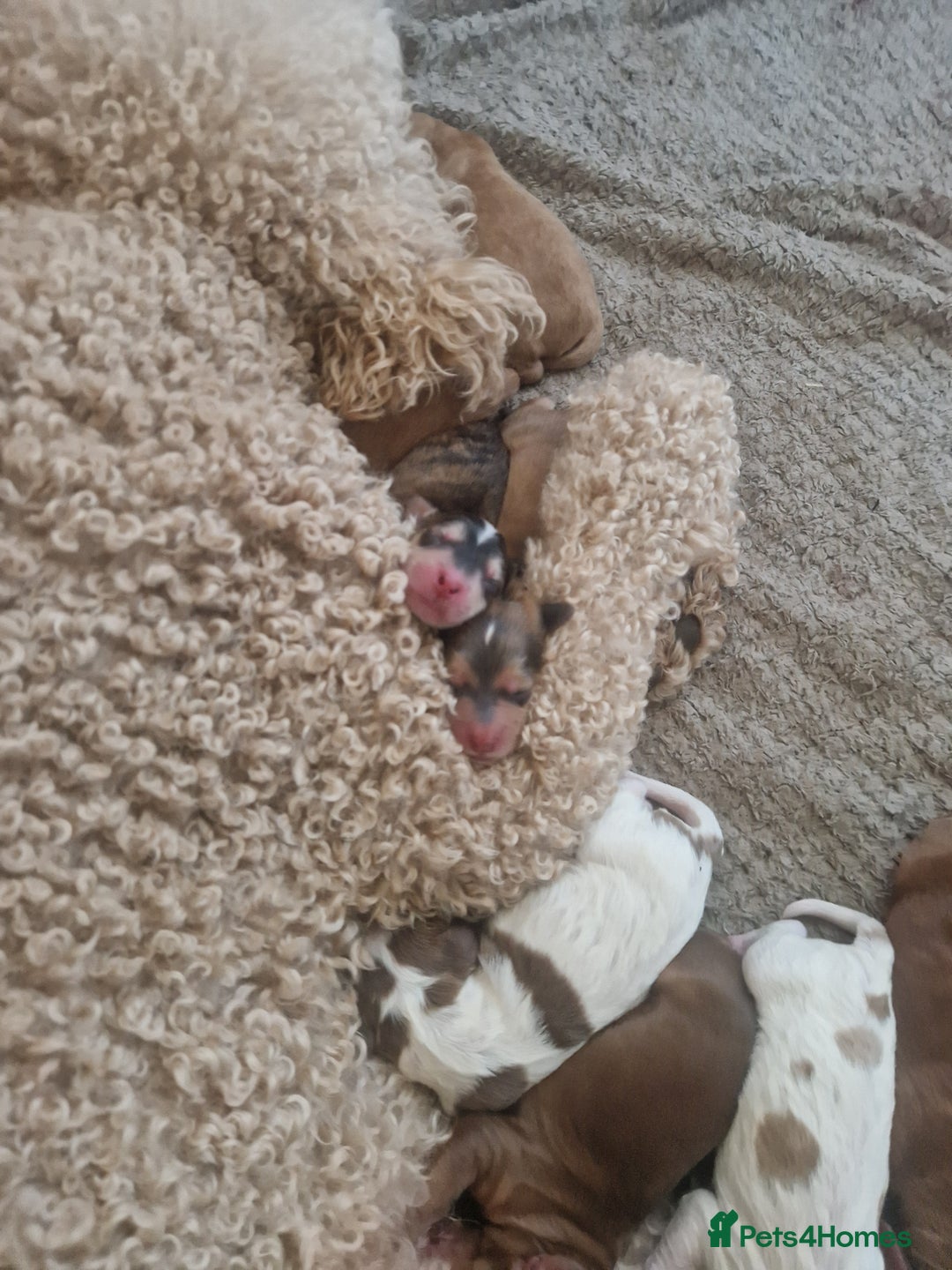 Cockapoo dogs for sale: Cockerpoo puppies F1 stunning colours - Image 5