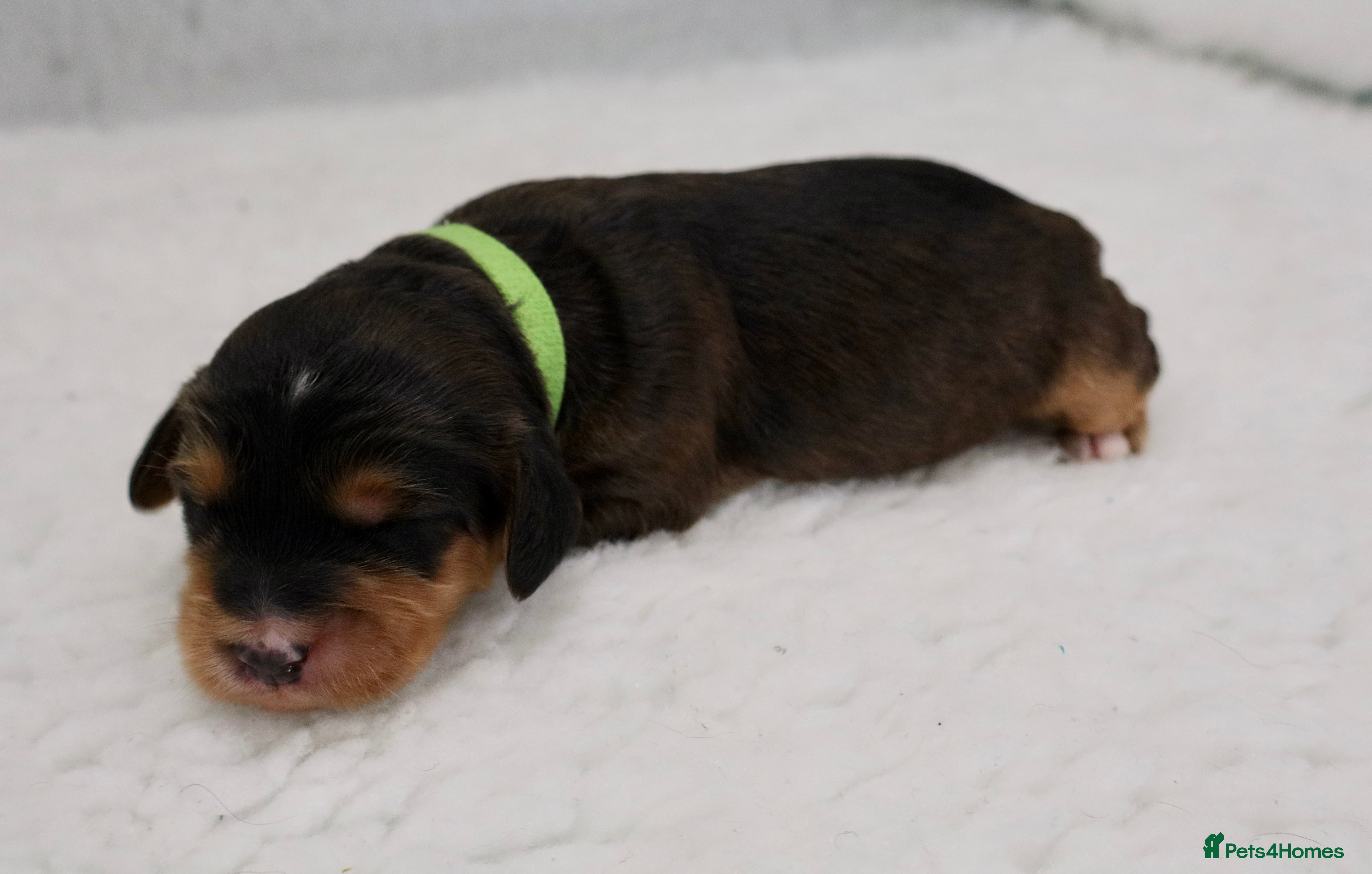 Cockapoo dogs ELITE COCKAPOOS 5* LICENSED BREEDER  - Advert 2