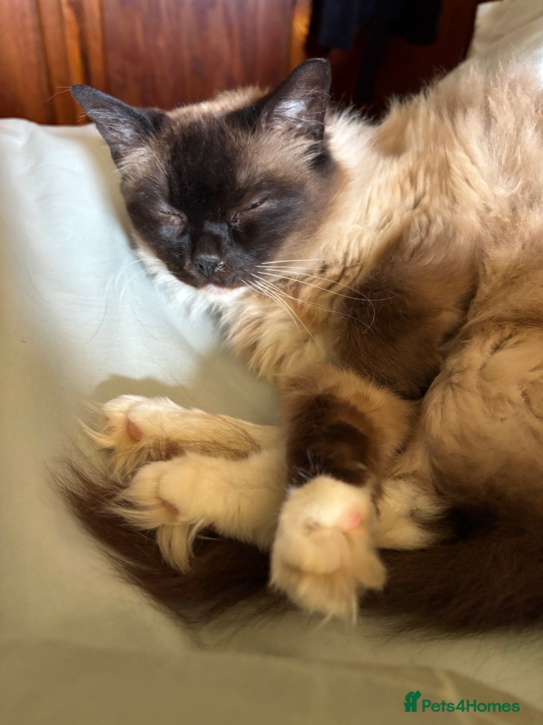 Ragdoll cats for sale: GCCF Ragdolls kitten  - Advert 2