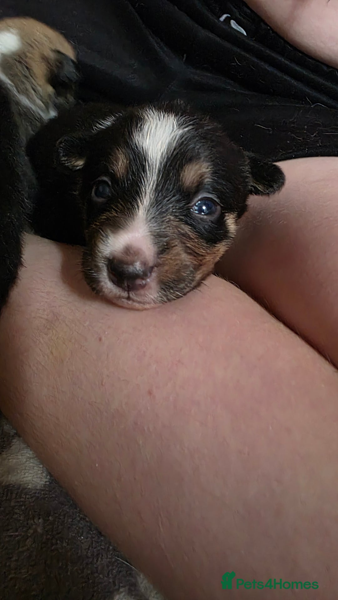 Mixed Breed dogs for sale: Beautiful collie x kelpie puppies  - Image 16