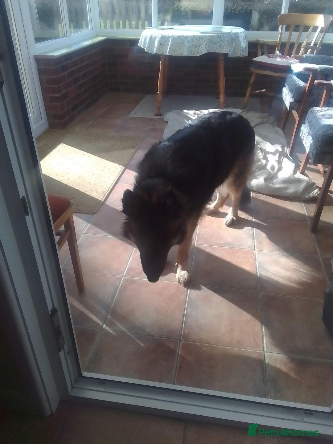 German Shepherd dogs for stud: Hi looking for stud for my female dog  in Bridport - Advert 1