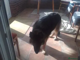 German Shepherd dogs Hi looking for stud for my female dog - Advert 1