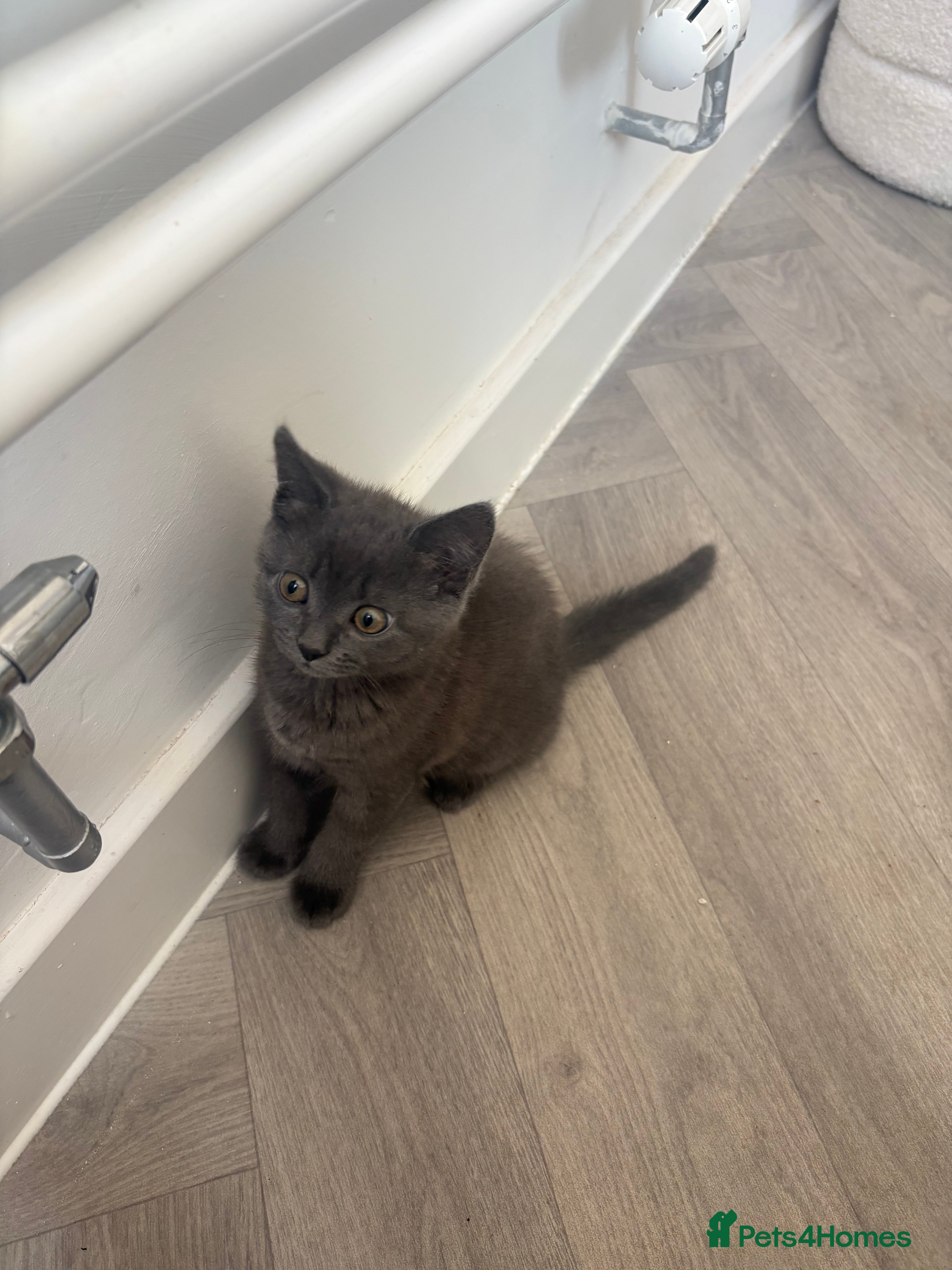 British Shorthair cats Beautiful British 1/2 Short Hair Kittens - Advert 1