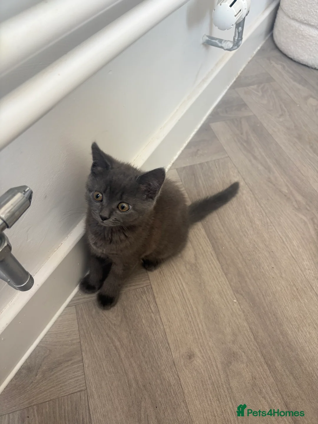 British Shorthair cats for sale: Beautiful British 1/2 Short Hair Kittens - Advert 1