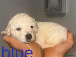 Cavapoochon dogs for sale: Cavapoochon Pupps amazing breed - Advert 1